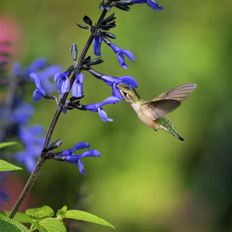 Female Ruby-Throated Hummingbird Feeding II Photograph by Simmie Reagor ...