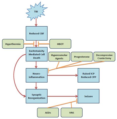 IJMS | Free Full-Text | Traumatic Brain Injury Pathophysiology and ...