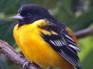 Missouri Birds: Pictures And Bird Identification Tips