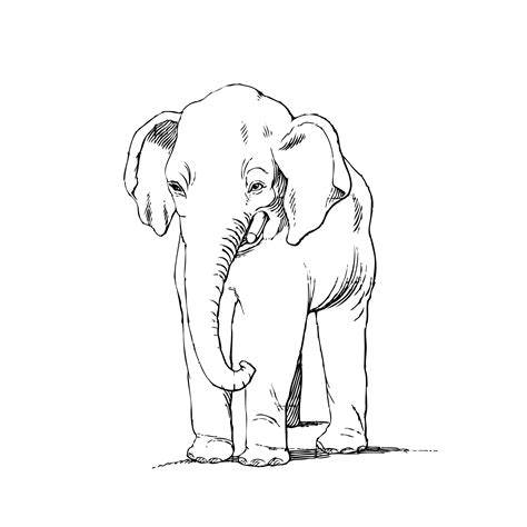 Elefánt Clipart rajz Szabad kép - Public Domain Pictures
