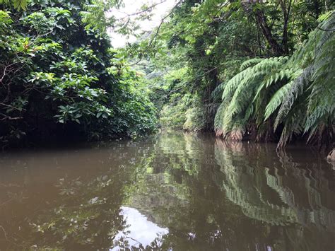 Discover Okinawa's Iriomote Island, Covered by Dense Jungle and ...