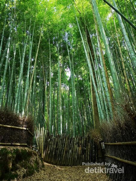 Pesona Hutan Bambu Arashiyama di Kyoto