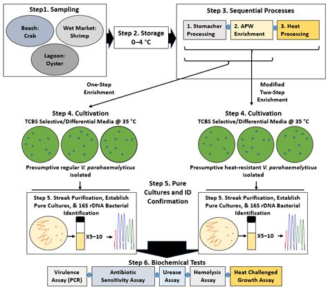 Foods | Free Full-Text | Recovery of Pasteurization-Resistant Vibrio ...