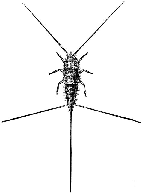 Silverfish | ClipArt ETC