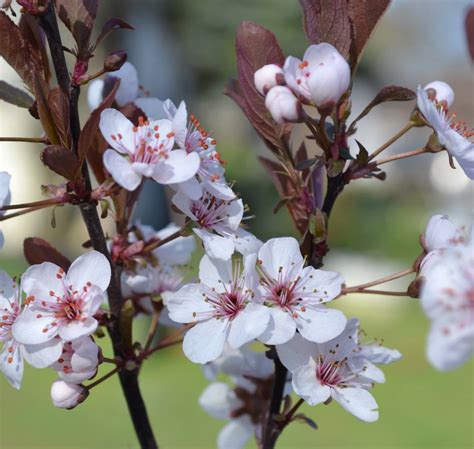 How to Root Purple Sandcherry, prunus cistena from Hardwood Cuttings.