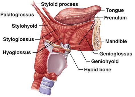 extrinsic and intrinsic muscles of tongue and their function ...