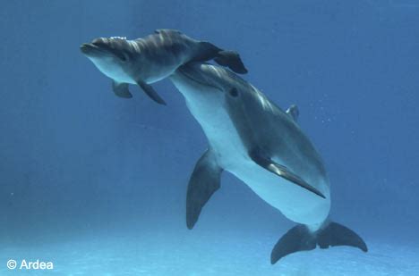 the place worth ur click: Dolphin - giving birth