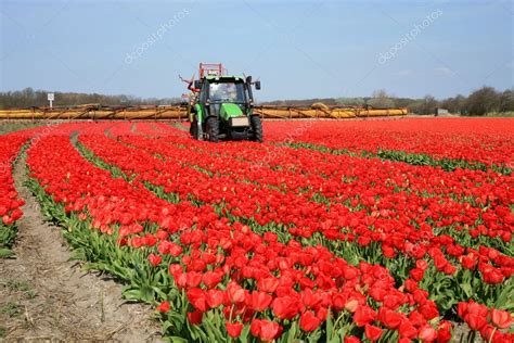 Tulips farm in Netherlands. — Stock Photo © fotokate #1928414