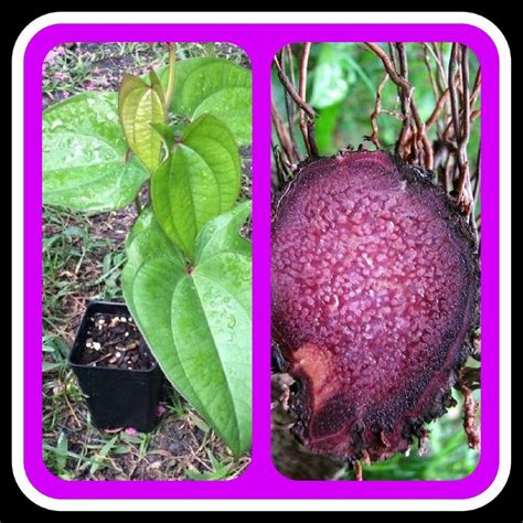 UBE Purple Yam ,Starter Plant, CARIBBEAN PRODUCT | Starter plants, Purple yam, Plants