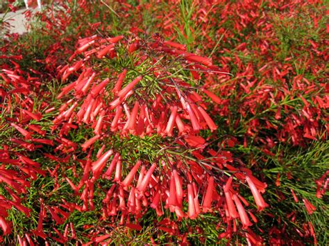 Ignite Gardens With Newest Texas Superstar – The Firecracker Plant - Austin County News Online