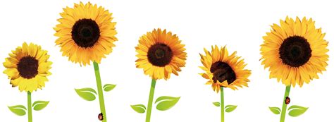 Sunflowers PNG Transparent Images | PNG All