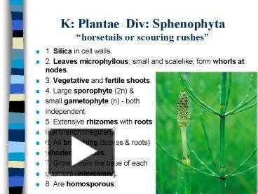 PPT – K: Plantae Div: Sphenophyta horsetails or scouring rushes ...