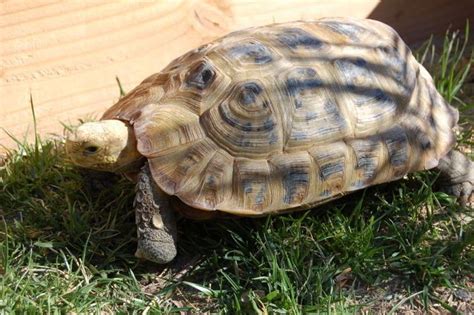 Elongated tortoise - Alchetron, The Free Social Encyclopedia