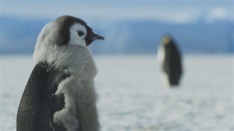 Frozen Planet II, BBC1, review: Another stunning call to arms against climate change from David ...