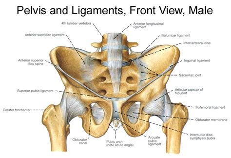 Bony Pelvis Anatomy | Bone and Spine