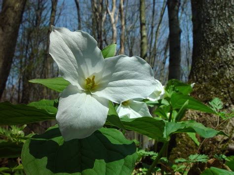 Great White Trillium