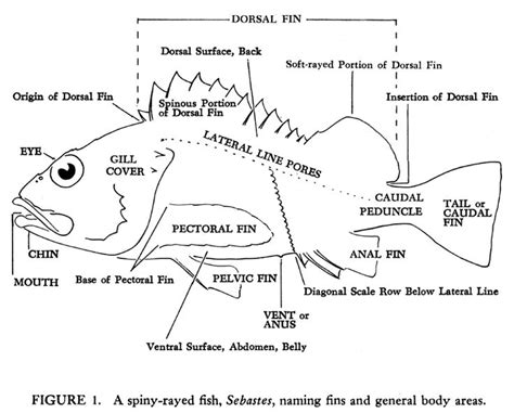 fish fin anatomy | Diagrams | Fish illustration, Marine fish, Fish fin