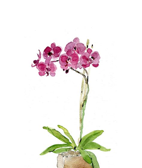 Orchid plant art print of watercolor painting by TheJoyofColor