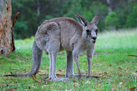 Kangaroo | Basic Facts and Pictures | The Wildlife