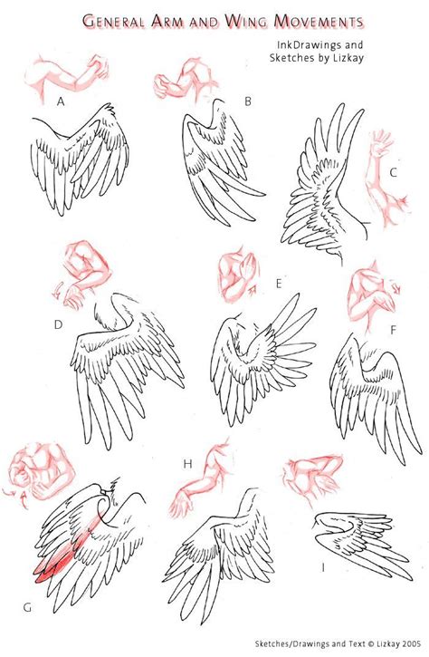 folded bird wing reference - Google Search | Drawing tutorial, Drawings, Drawing sketches