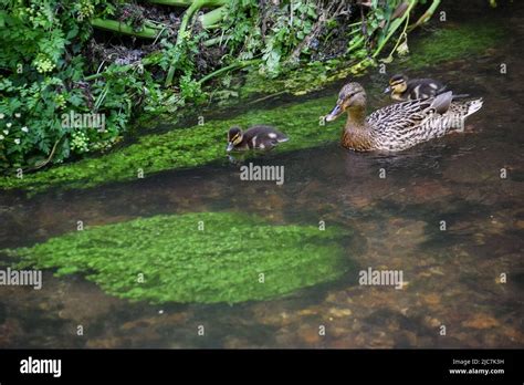 Mallard & ducklings 080622 Stock Photo - Alamy