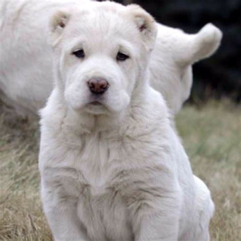 Central asian ovcharka puppy. So beautiful! #centralasianovcharka | Dogs, Shepherd dog ...