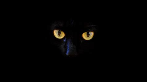 Black Cat HD Wallpapers - Wallpaper Cave