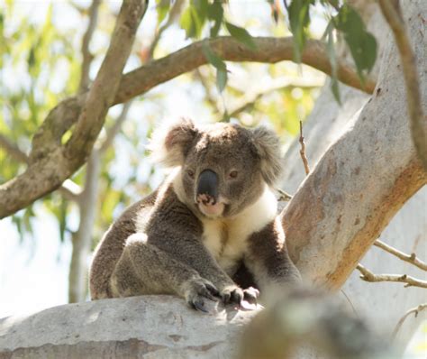 Thousands more hectares of koala habitat protected forever | The National Tribune