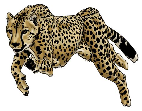 Cheetah Running by ProdigyDuck on DeviantArt