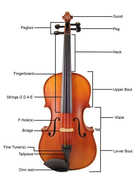 Parts of the Violin/Viola - Musical Instrument Hire Co