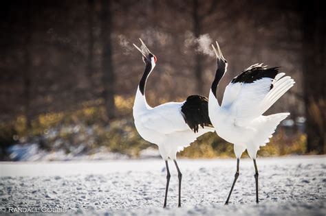 Red-Crowned Crane 丹顶鹤 ~ 仙鹤-3 | Bird, Crane bird, Nature photography