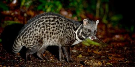 Civet: A Wildlife Guide To The African Civet ️