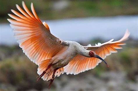 Crested ibis | Animals wild, Animals, Beautiful birds