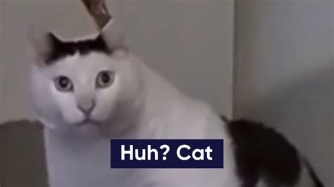 Who Is The 'Huh Cat?' The Meme And Viral TikTok Video Of A Confused Cat Explained | Know Your Meme