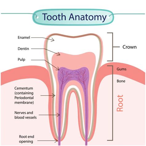 The Anatomy of Your Teeth