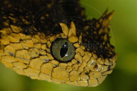 CalPhotos: Atheris ceratophora; Usambara Bush Viper