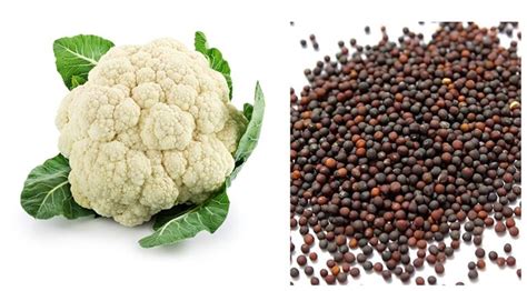 Cauliflower Seed - Greenland Nursery Chennai