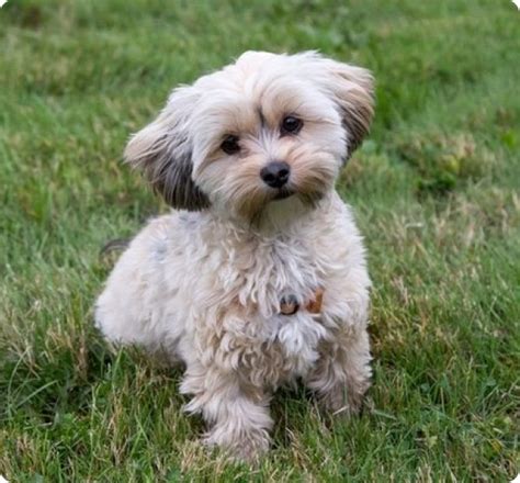 Yorkie-Chon Puppies for Sale | MawooPets.com