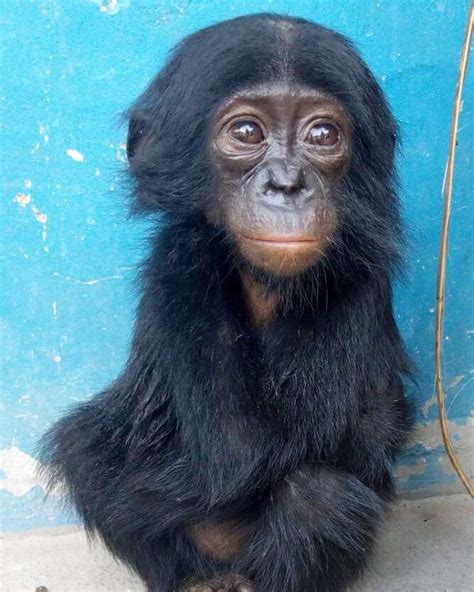 Infant Bonobo Gets Intercepted From Traffickers In The Congo - The Dodo