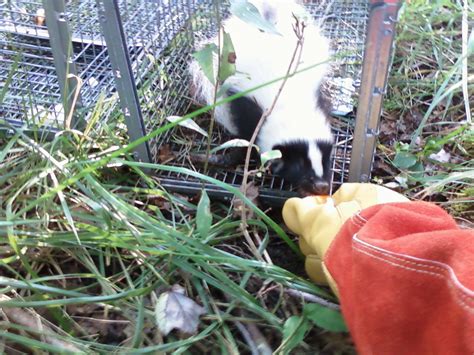 Skunk Removal - Wildlife Control Connecticut - skunk control CT