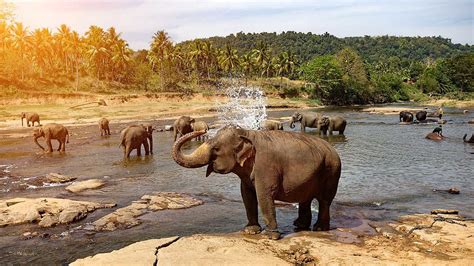 elephant-bathing-sri-lanka-2560x1440.jpg?$16x9-large$