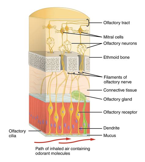 Olfactory Epithelium Anatomy