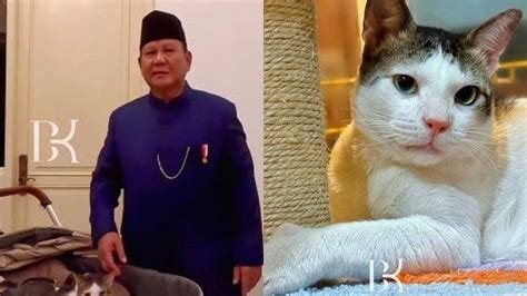 4 Fakta Bobby Kertanegara Kucing Kampung yang Ikut Prabowo Tinggal di Istana Merdeka - Bangkapos.com