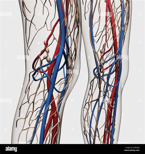 Arteries Of Leg And Foot Veins And Lymphatics Of The Lower Limb – Otosection