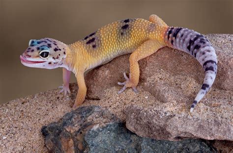 Leopard Geckos for Beginners | Fear Free Happy Homes