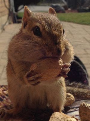 2021 Mar - Chipmunks Eating - Procyon Wildlife