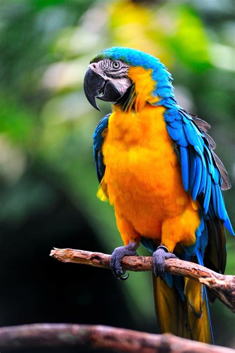 35 Beautiful & Colorful Parrots Wallpaper