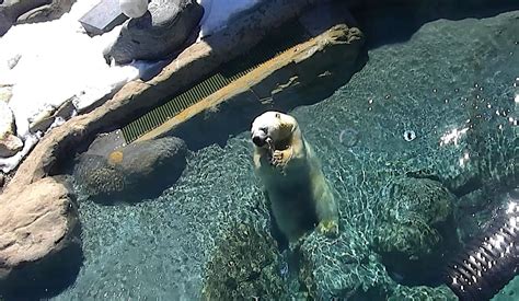 Cochrane polar bears back on camera - My Cochrane Now