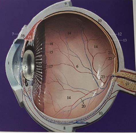 cross section through the eye ball Flashcards | Quizlet