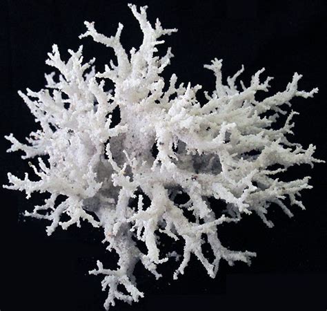 Fulgurite: Starter Guide to Fulgurite | Fulgurite, Crystals and gemstones, Petrified lightning